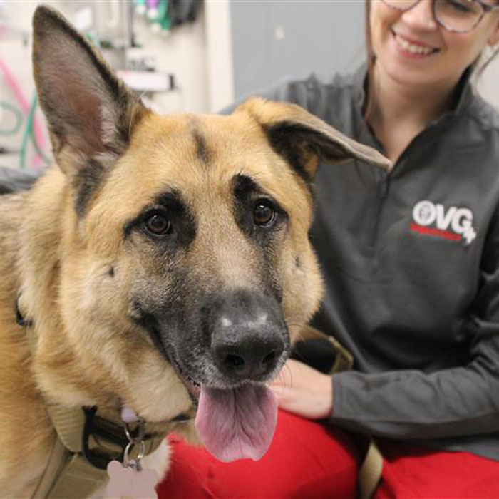 Urgent Veterinarian in $city