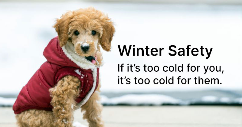 Winter Weather Safety Tips for Pets