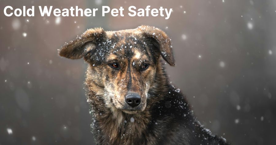 Cold Weather Pet Safety