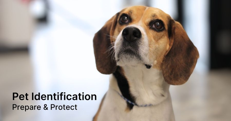 National Pet ID Week: Prepare & Protect