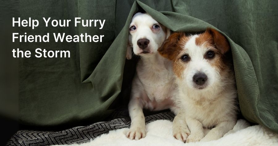 Thunderstorm Anxiety in Pets
