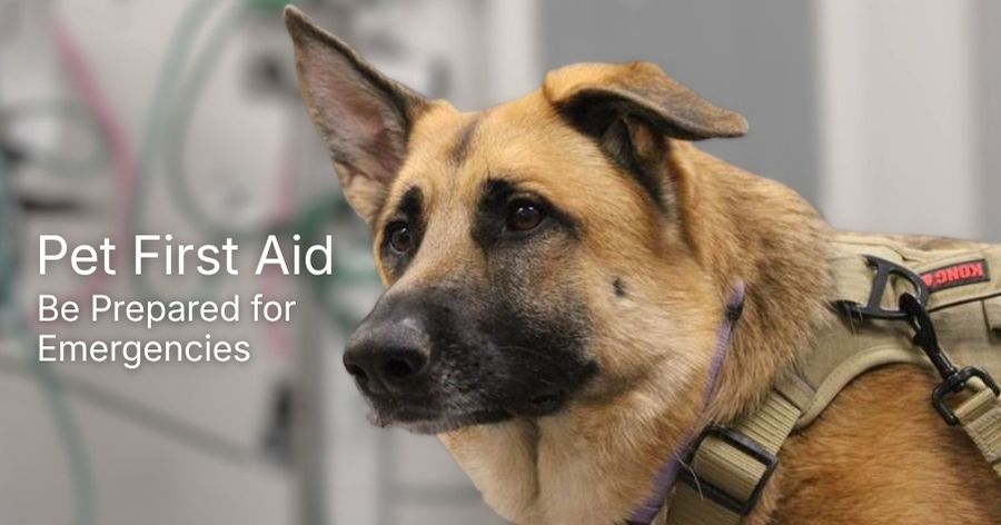 First Aid for Pets