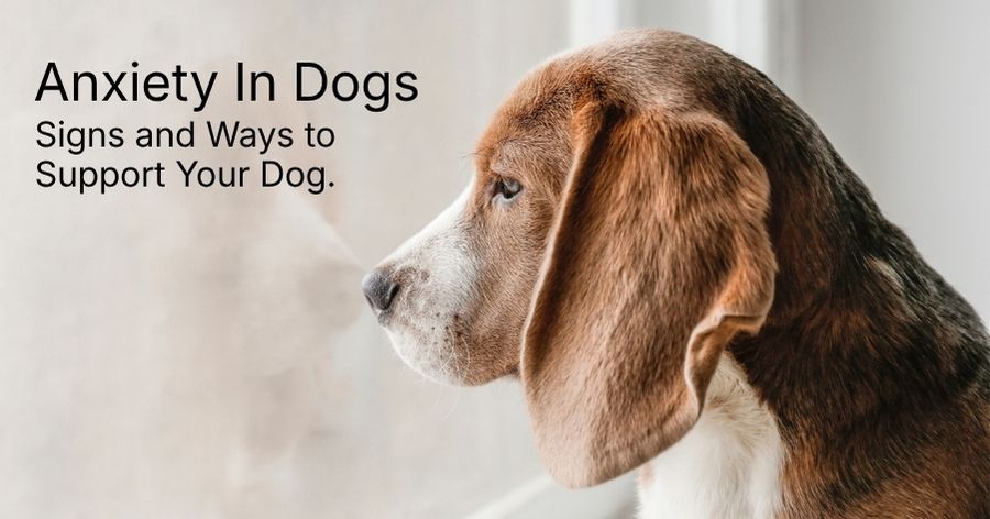 Understanding Dog Anxiety