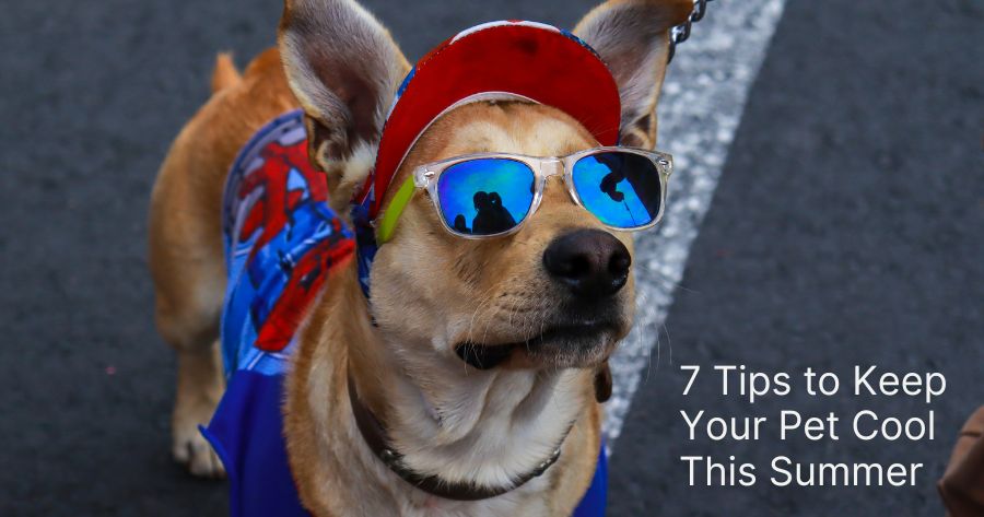 7 Tips to Keep Your Pet Cool This Summer 