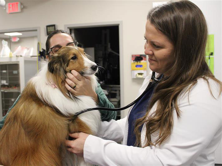 OVG Urgent Care Payment Policies - Dog and Vet